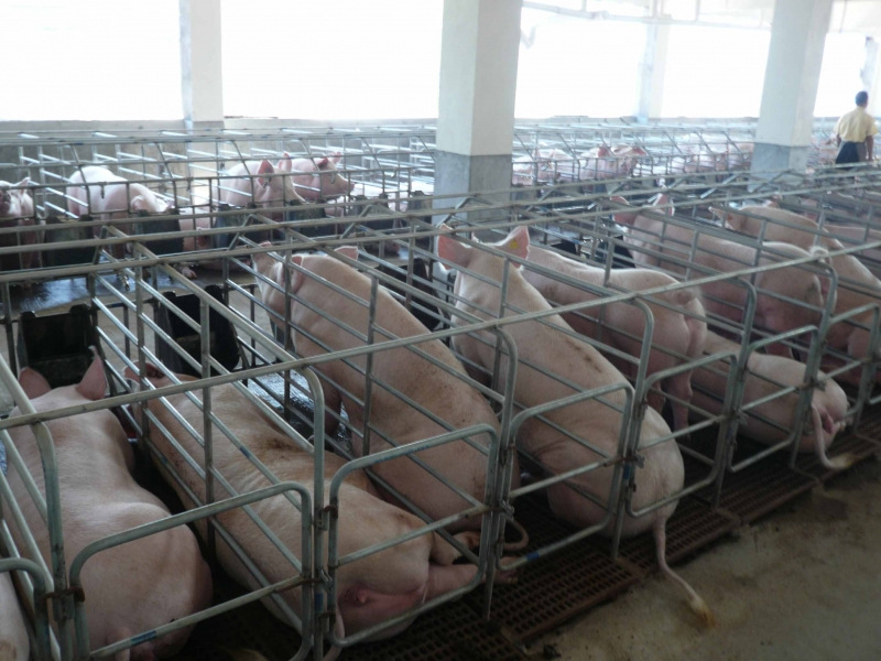 养猪场有害生物防治方案