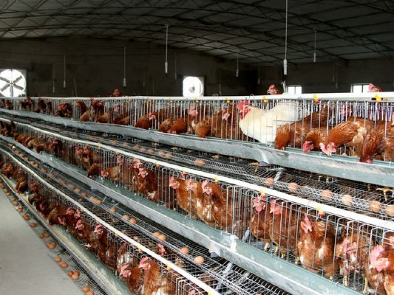 养鸡场有害生物防治方案
